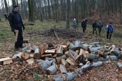 7 років тюрми загрожує ліснику, який незаконно вирубав на Бережанщині 26 грабів
