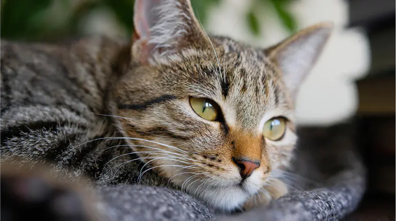 Під час пожежі врятували двох котів