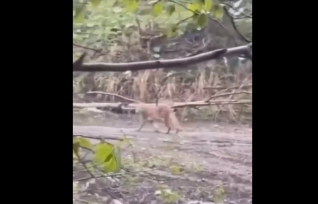 Прикордонники зняли на відео пухнасту рись, яка гуляла