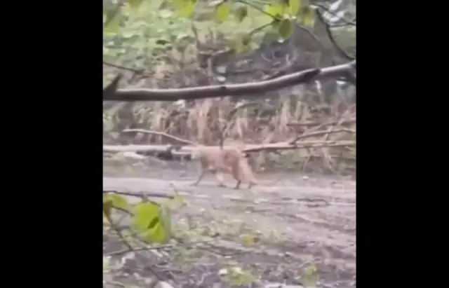 Прикордонники зняли на відео пухнасту рись, яка гуляла